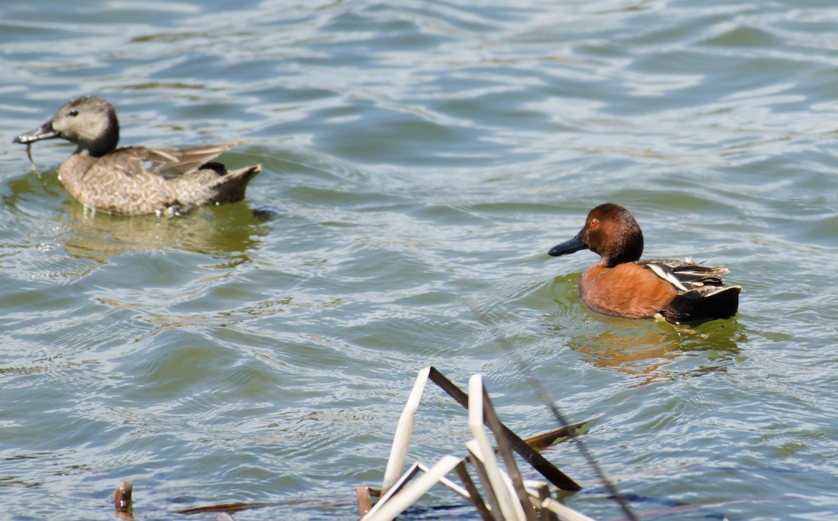 Cinnamon Teal - ML28188351