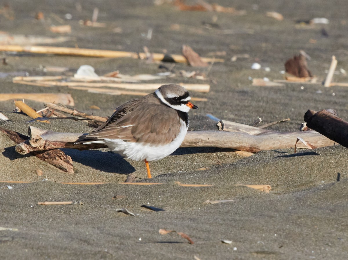 Common Ringed Plover - ML281884821