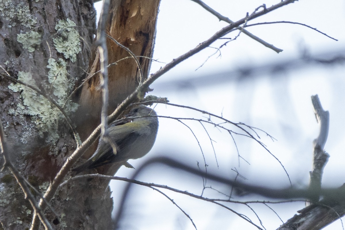 Red Crossbill - ML281887021