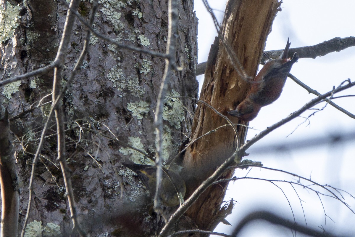 Red Crossbill - ML281887061