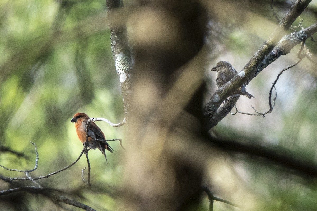 Red Crossbill - ML281887081