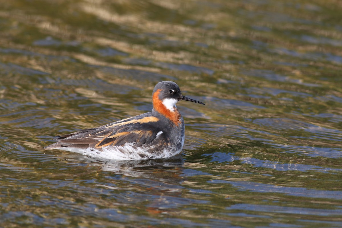 Red-necked Phalarope - ML281887941