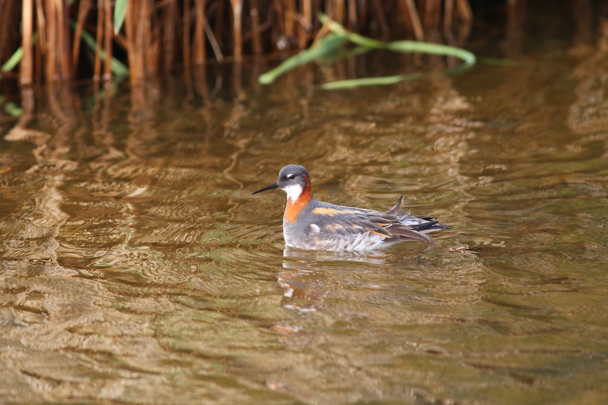 Red-necked Phalarope - ML281887971