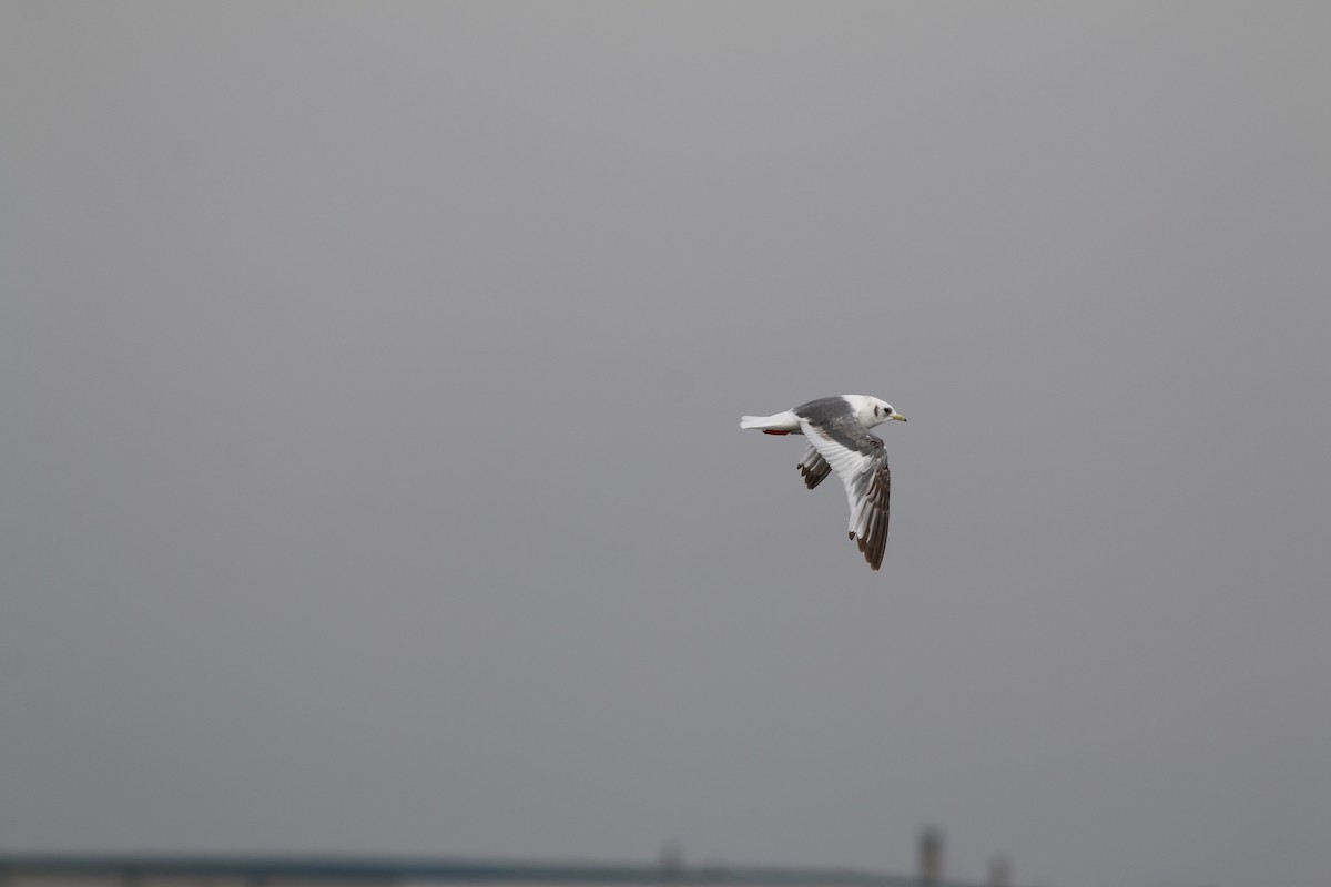 Red-legged Kittiwake - Scott Schuette