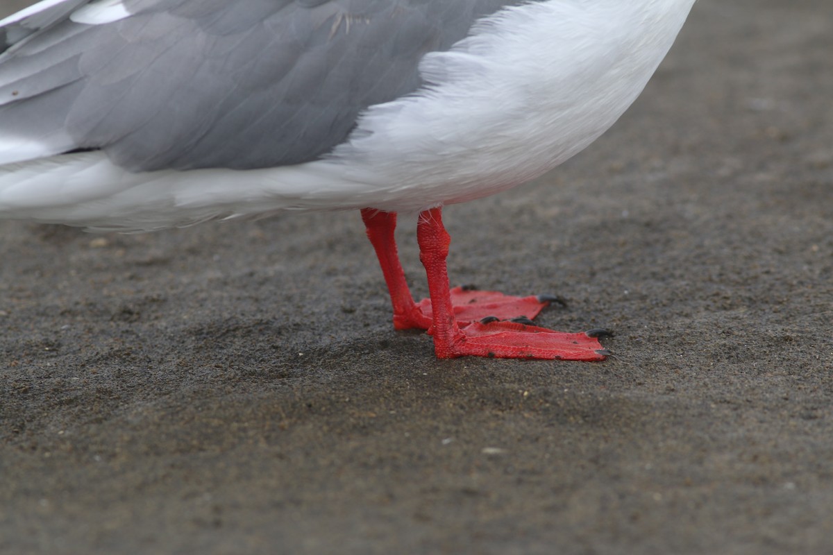 Red-legged Kittiwake - ML281888201