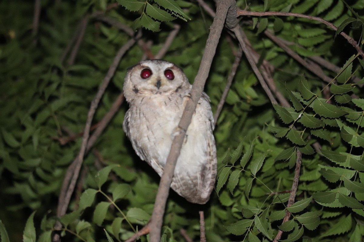 Indian Scops-Owl - ML281888921