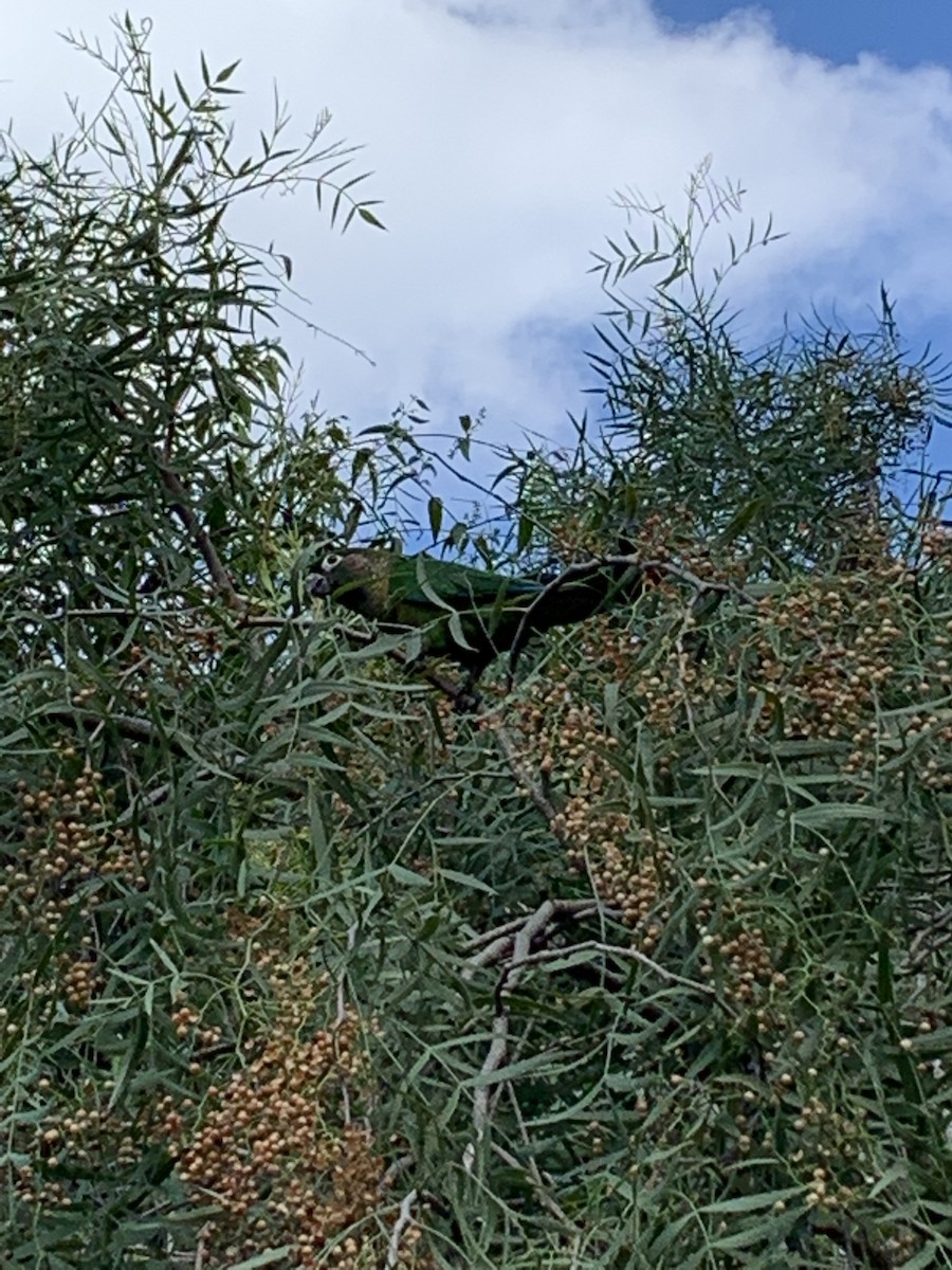 Maroon-bellied Parakeet - Rafaela Ferneda