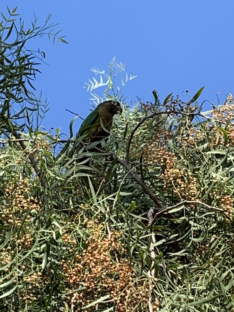 Maroon-bellied Parakeet - Rafaela Ferneda