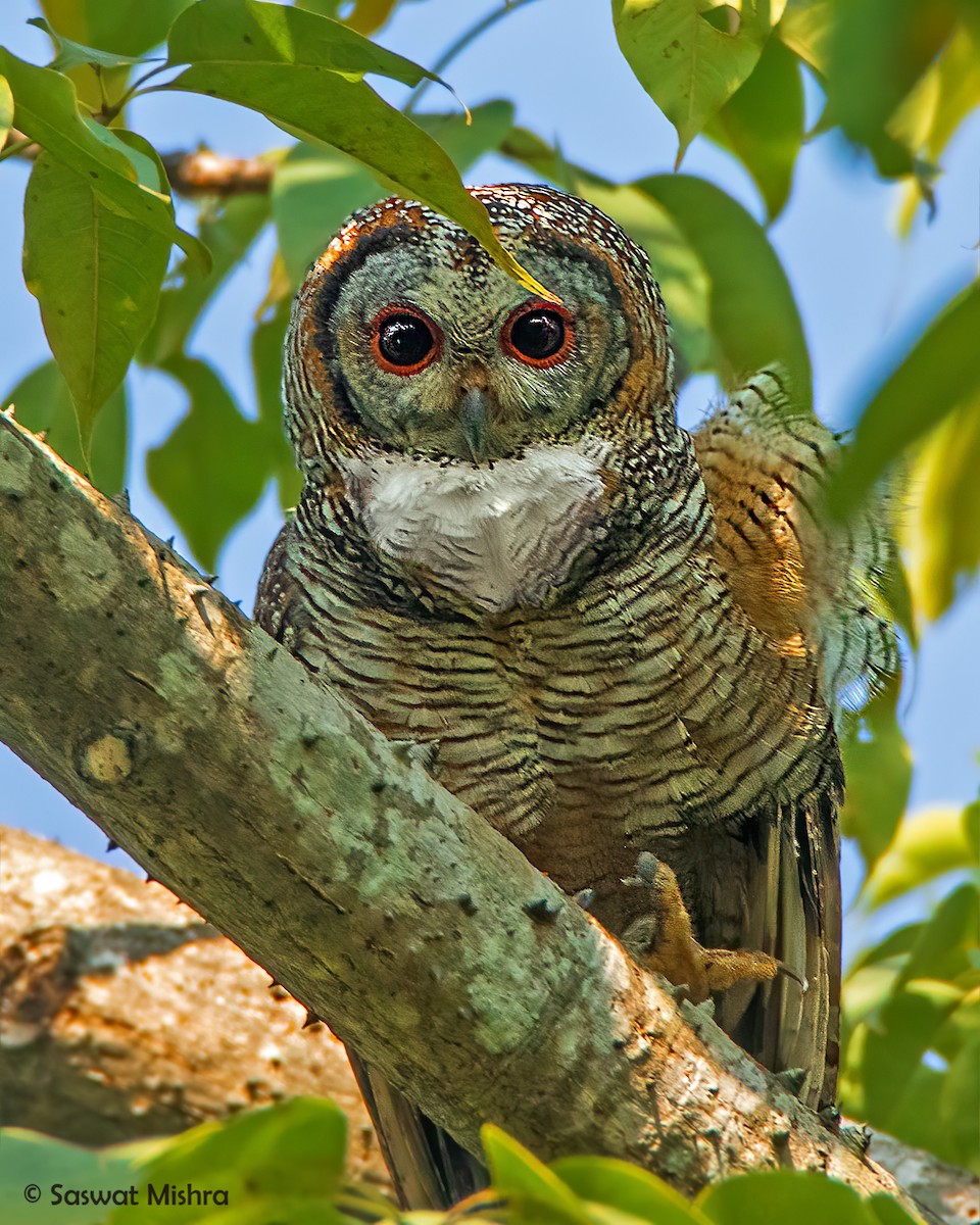 Mottled Wood-Owl - ML281893781