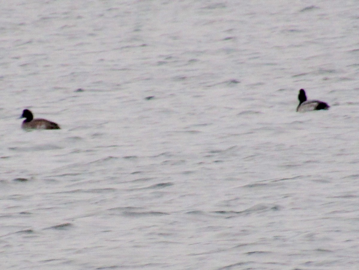 Lesser Scaup - ML281893861