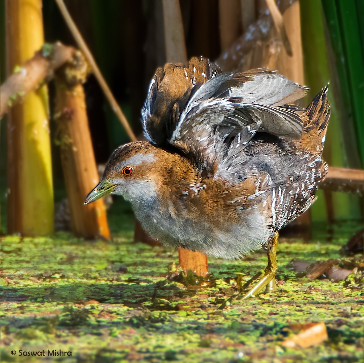 Baillon's Crake - ML281895141