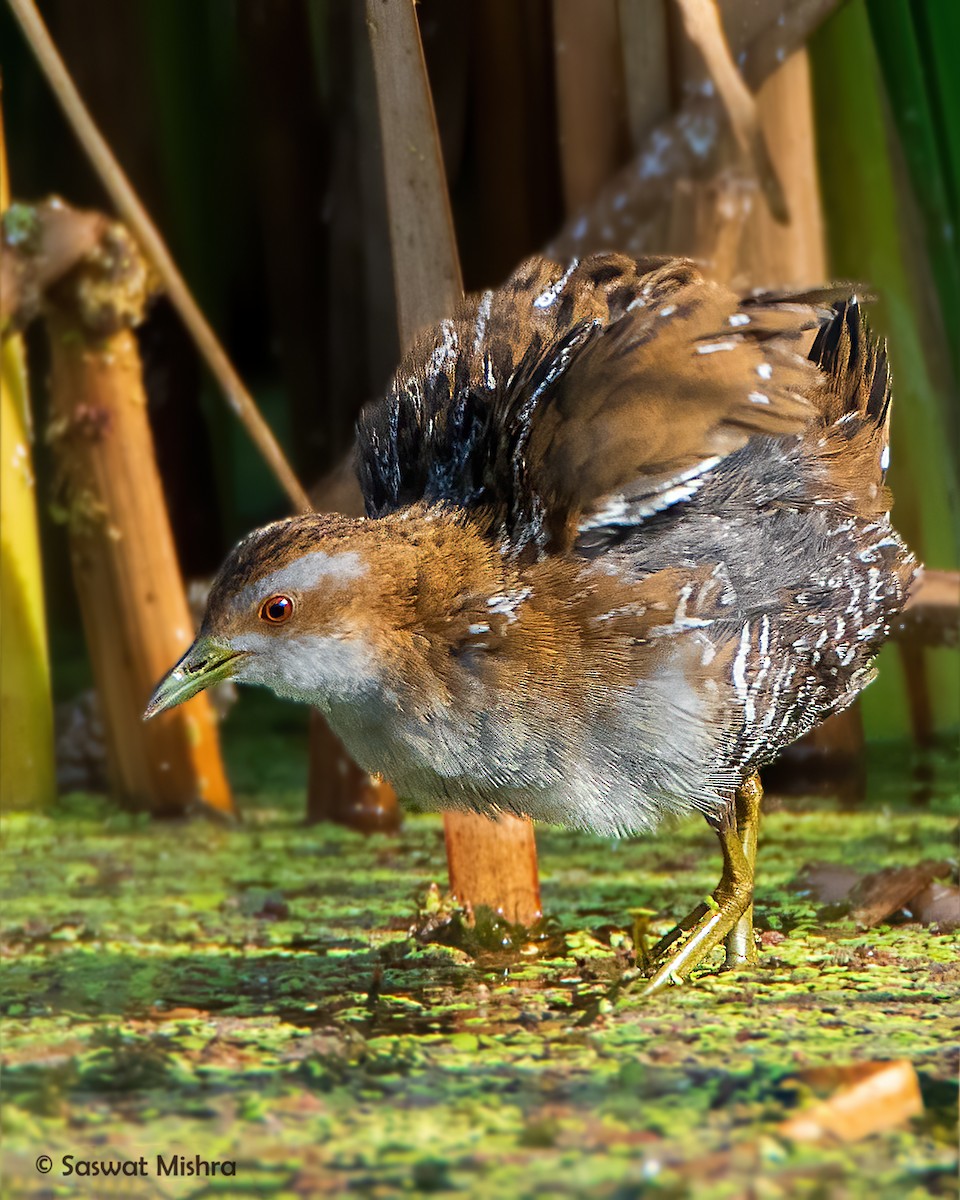 Baillon's Crake - ML281895161