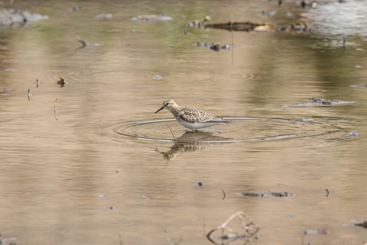 gulbrystsnipe - ML281895381