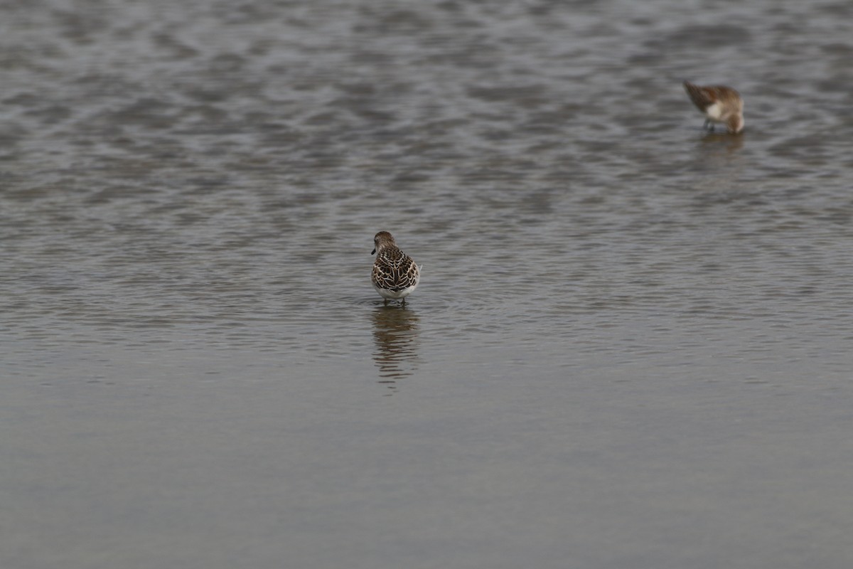 Semipalmated Sandpiper - ML281895811