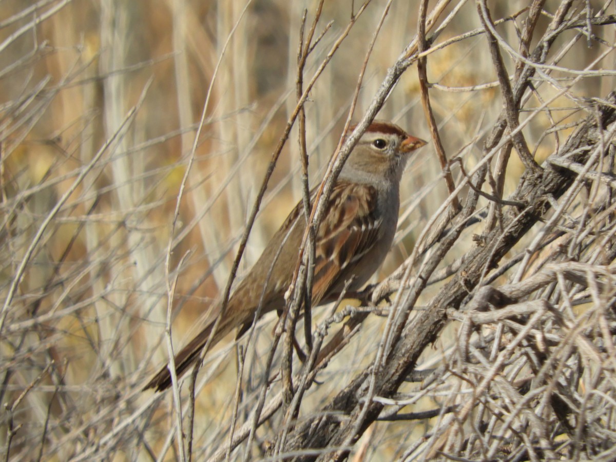 White-crowned Sparrow - ML281896601