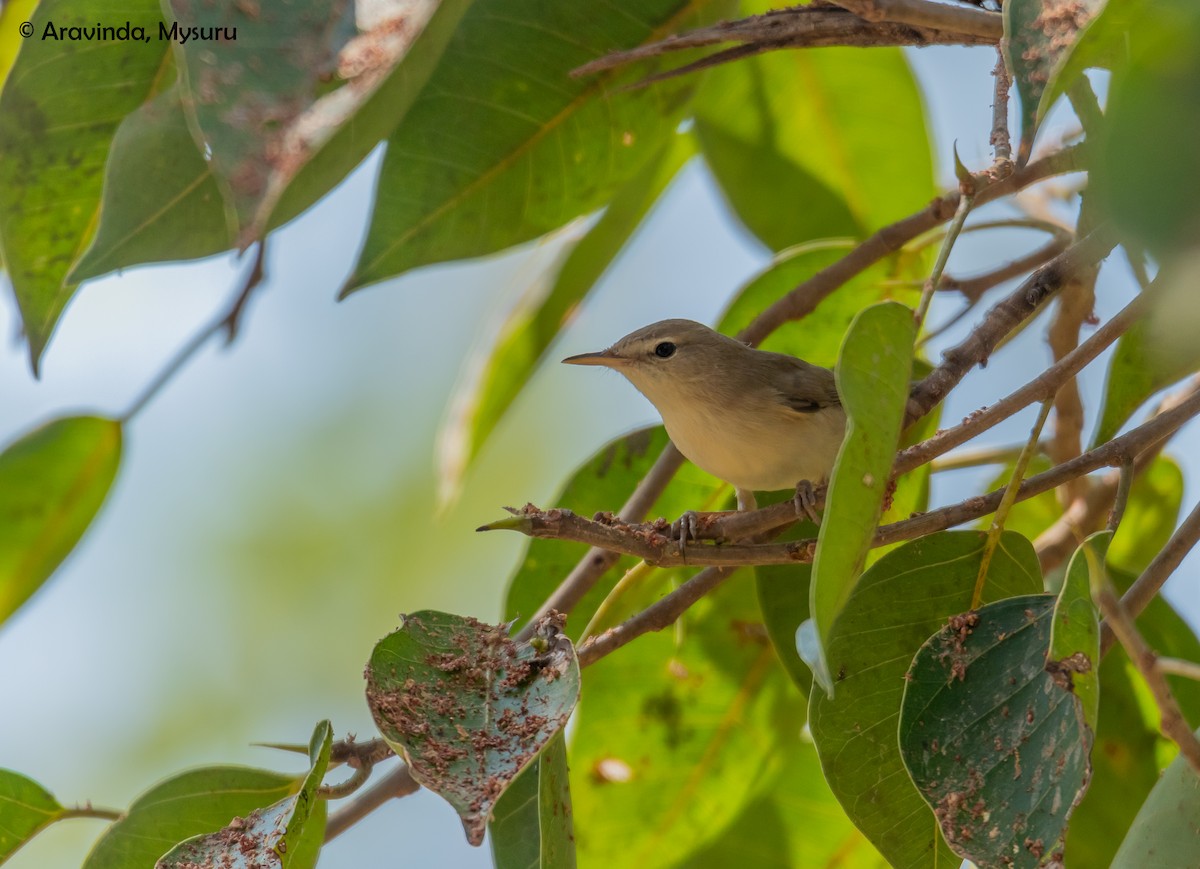 Blyth's Reed Warbler - aravinda hr