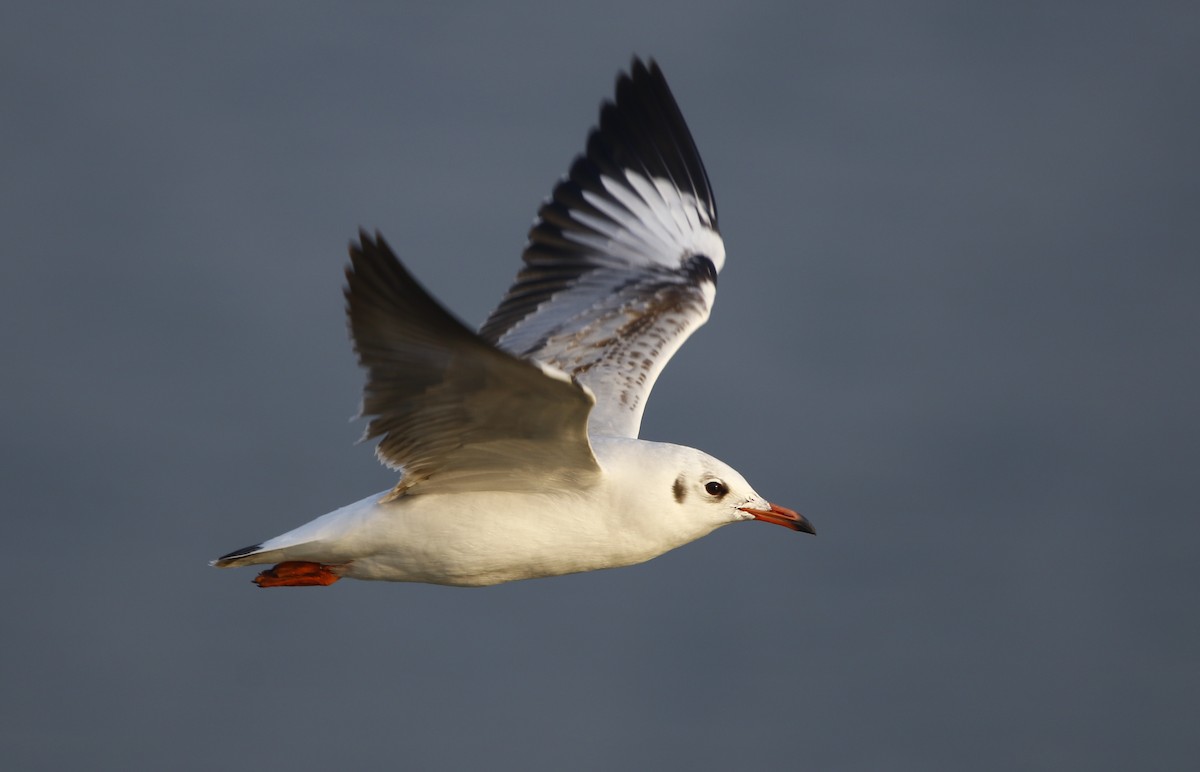 Brown-headed Gull - ML281897681