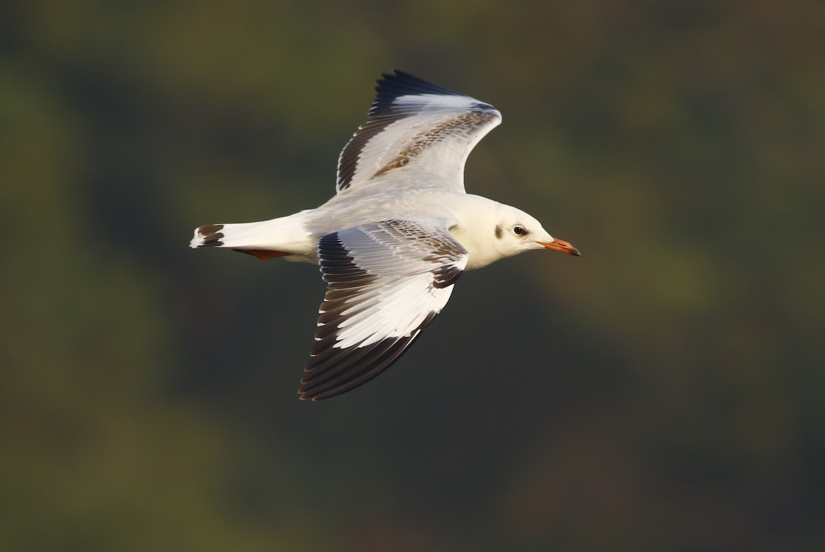 Brown-headed Gull - Bhaarat Vyas