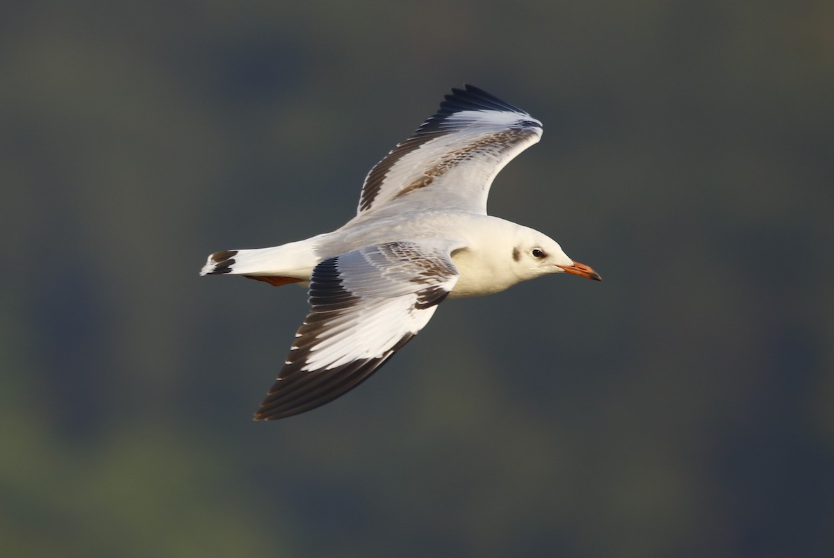 Brown-headed Gull - ML281898371