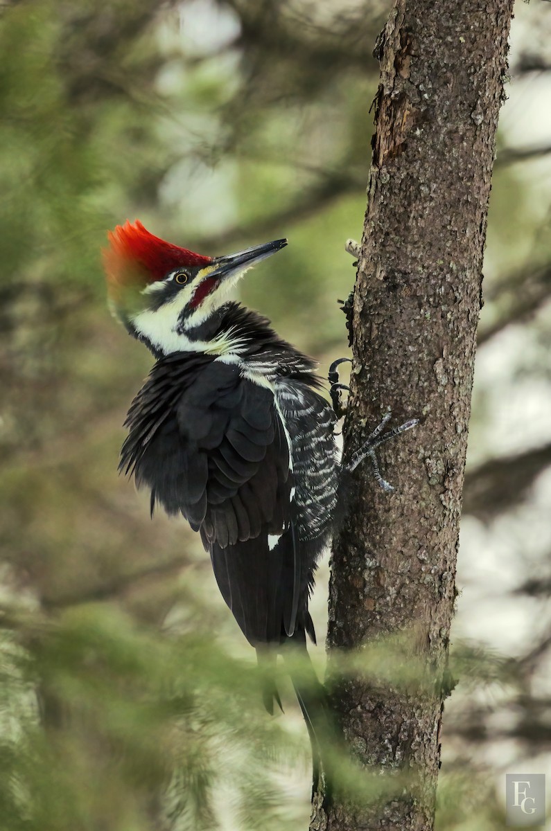 Pileated Woodpecker - ML281898471