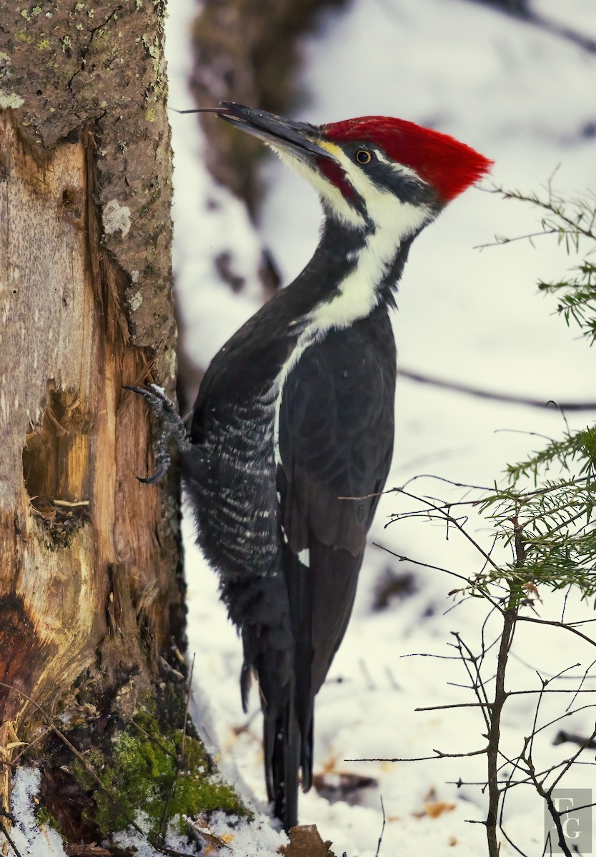 Pileated Woodpecker - ML281898561