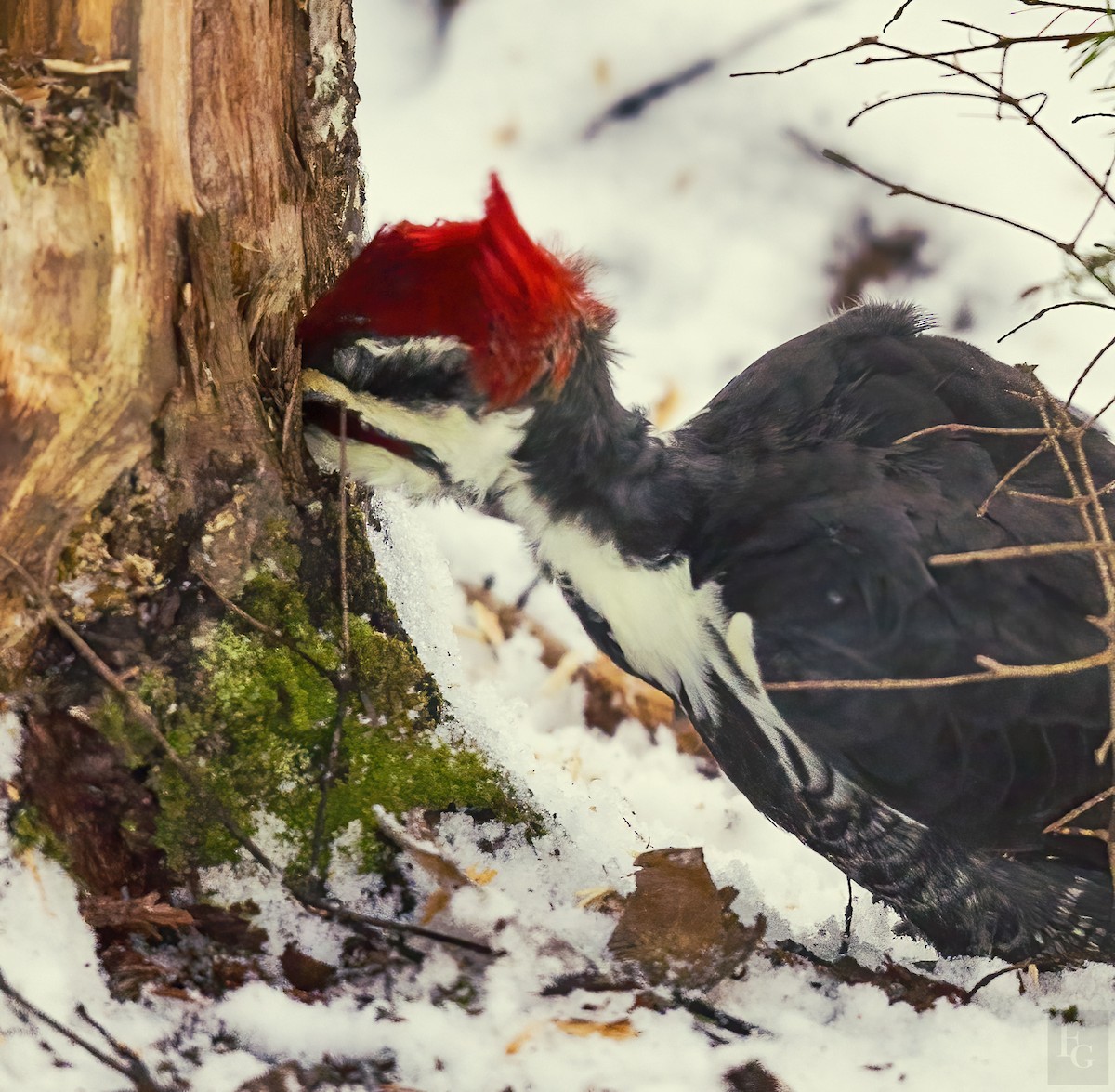 Pileated Woodpecker - ML281898711