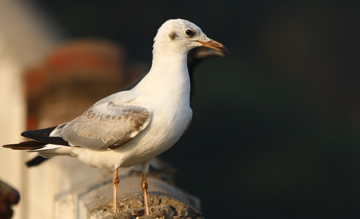 Brown-headed Gull - ML281898951