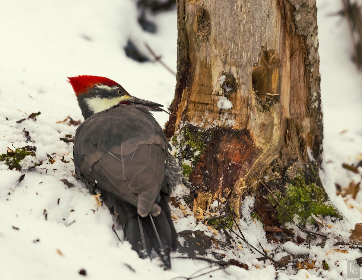 Pileated Woodpecker - ML281898991