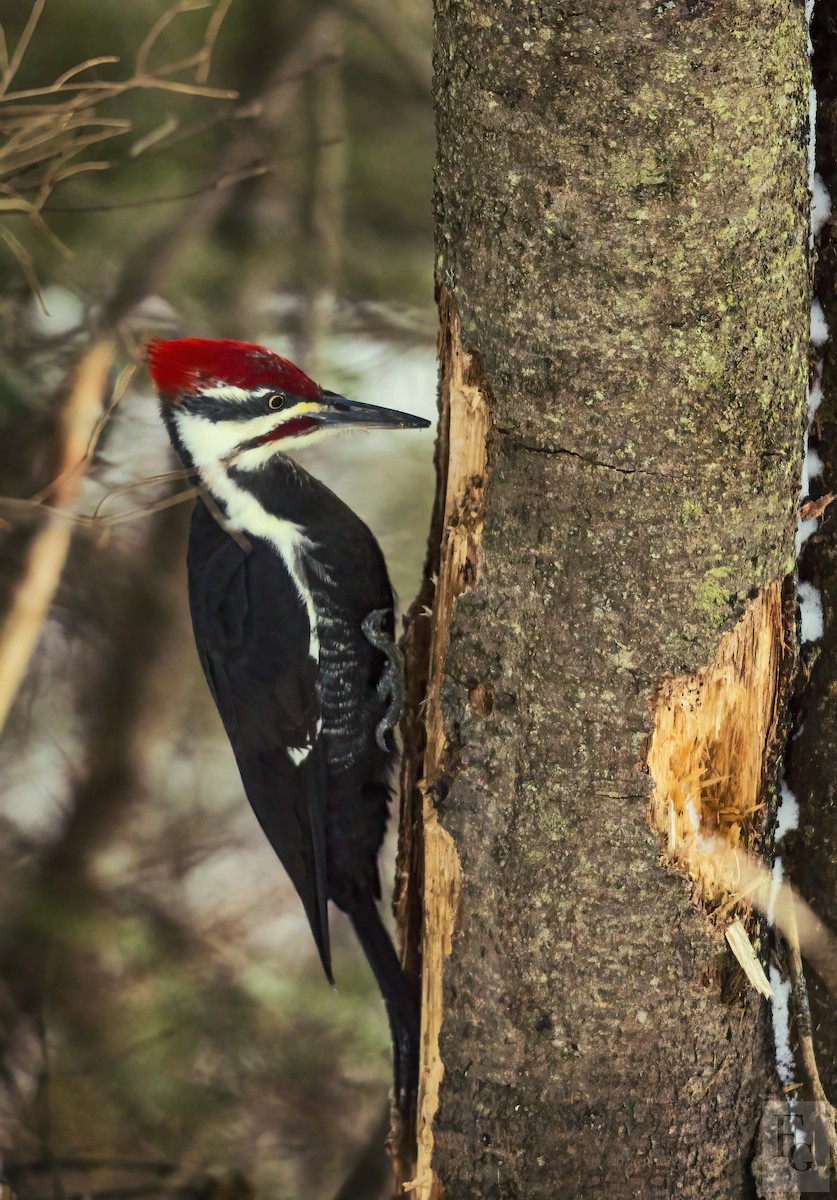 Pileated Woodpecker - ML281899871