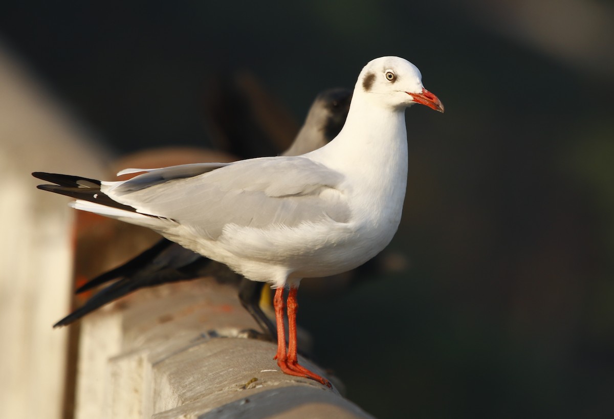 Brown-headed Gull - ML281900861