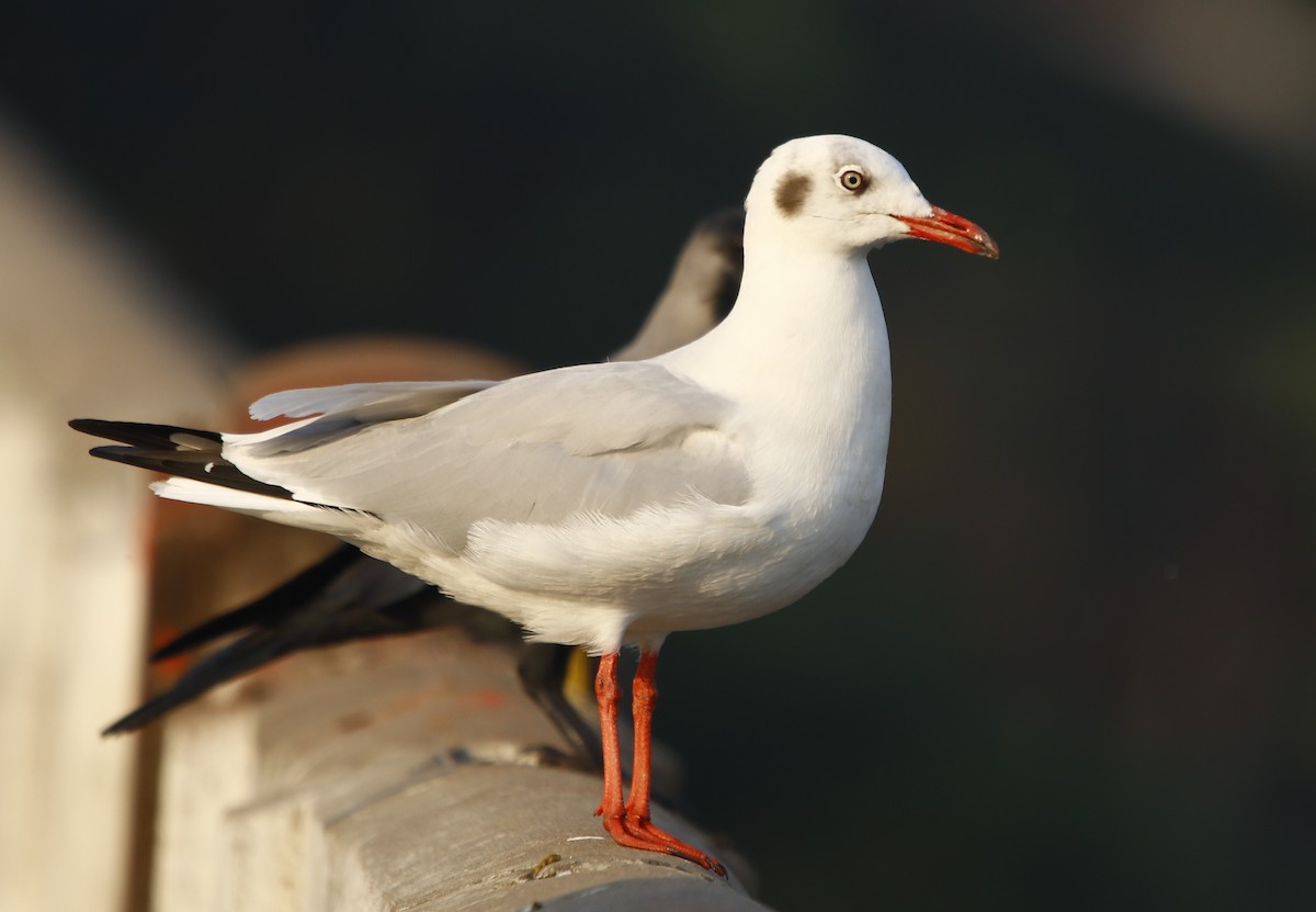 Brown-headed Gull - ML281900871