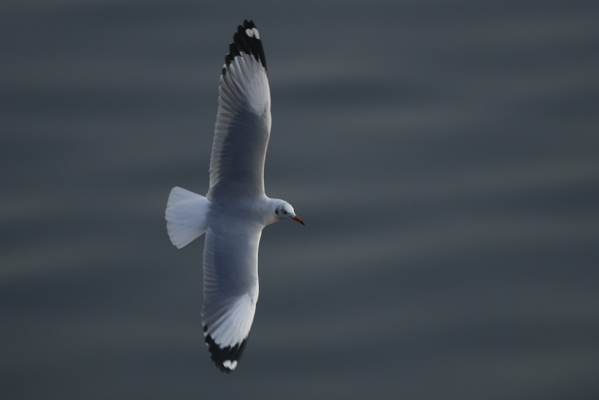 Brown-headed Gull - ML281900891