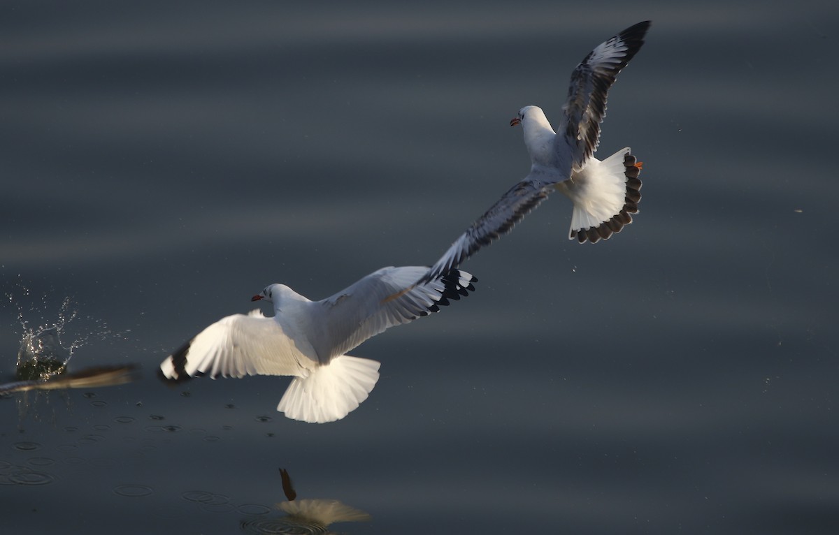 Brown-headed Gull - ML281900901