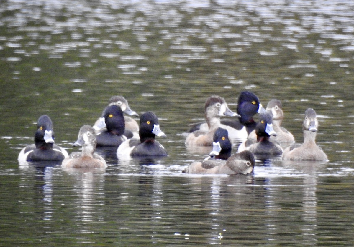 Ring-necked Duck - ML281902381