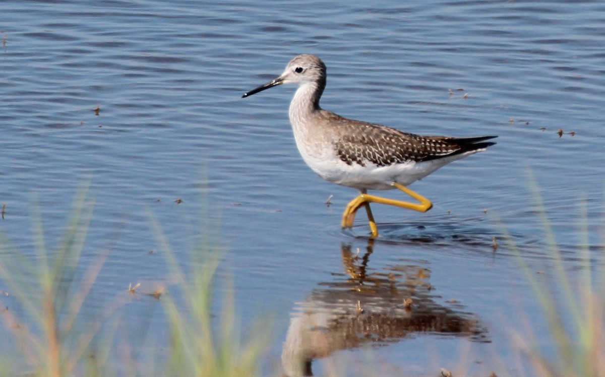 Lesser Yellowlegs - Gary Leavens