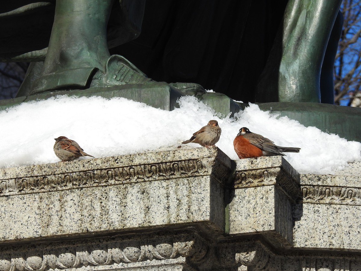 American Robin - ML281902951