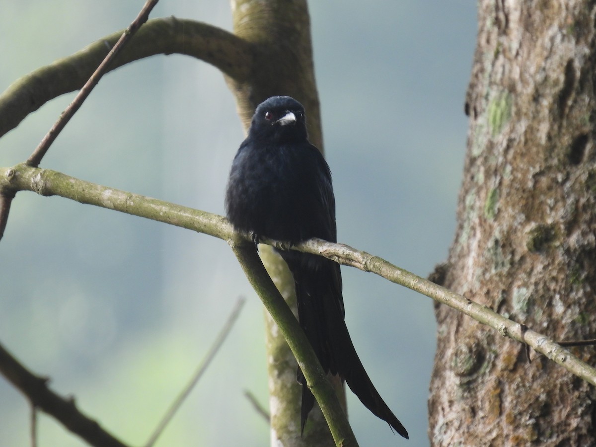 Drongo royal - ML281903261