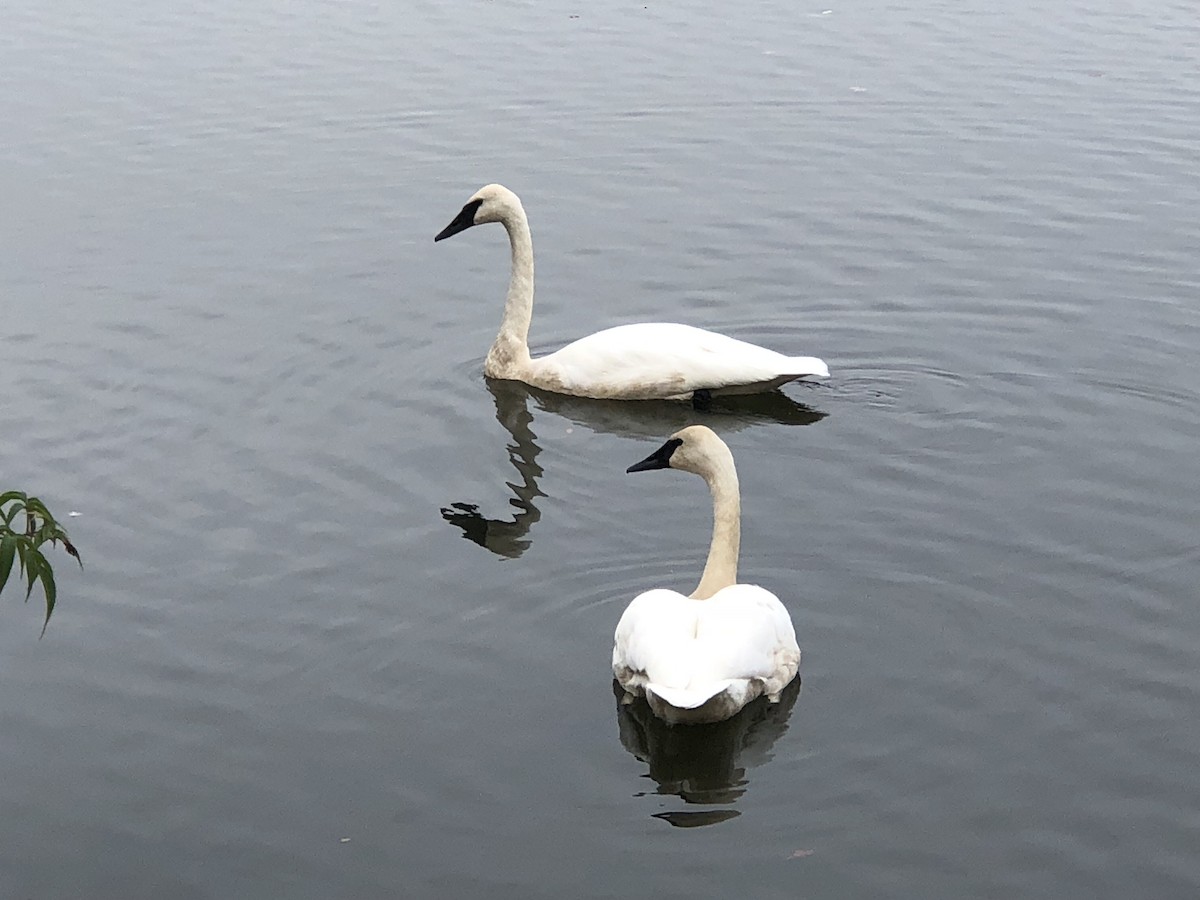 Trumpeter Swan - Gary Graves