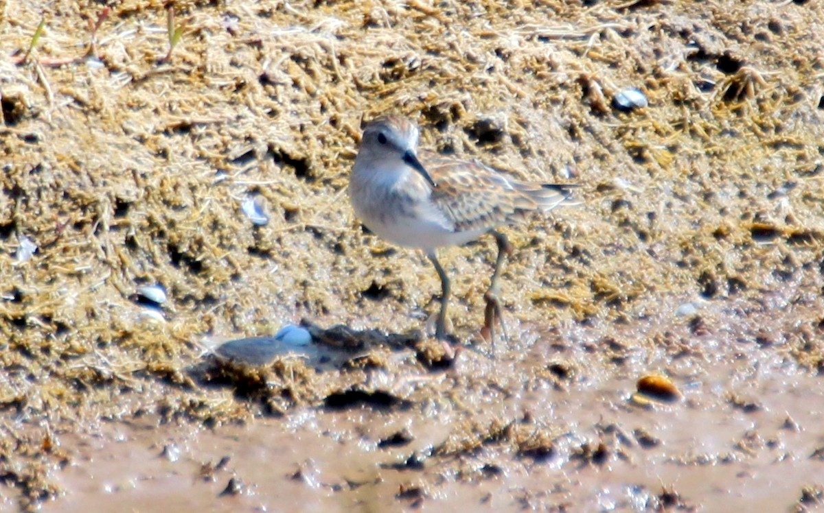 Least Sandpiper - ML281903911