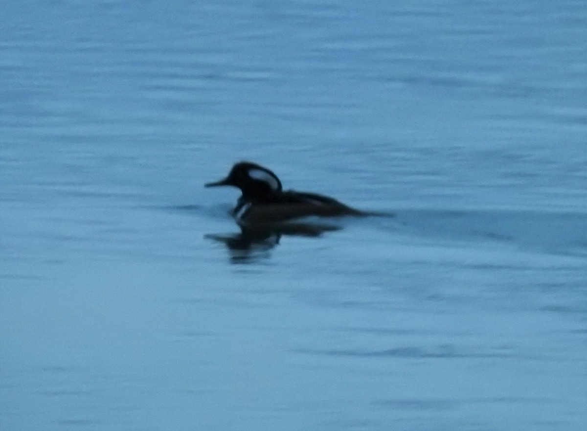 Hooded Merganser - ML281904191