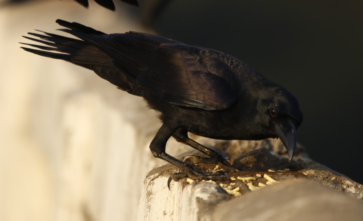 Large-billed Crow (Indian Jungle) - ML281904371