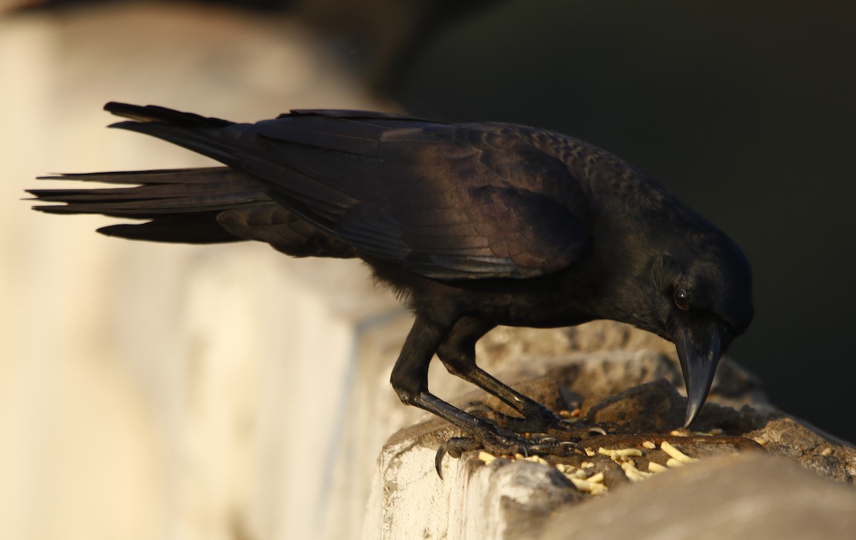 Large-billed Crow (Indian Jungle) - ML281904381