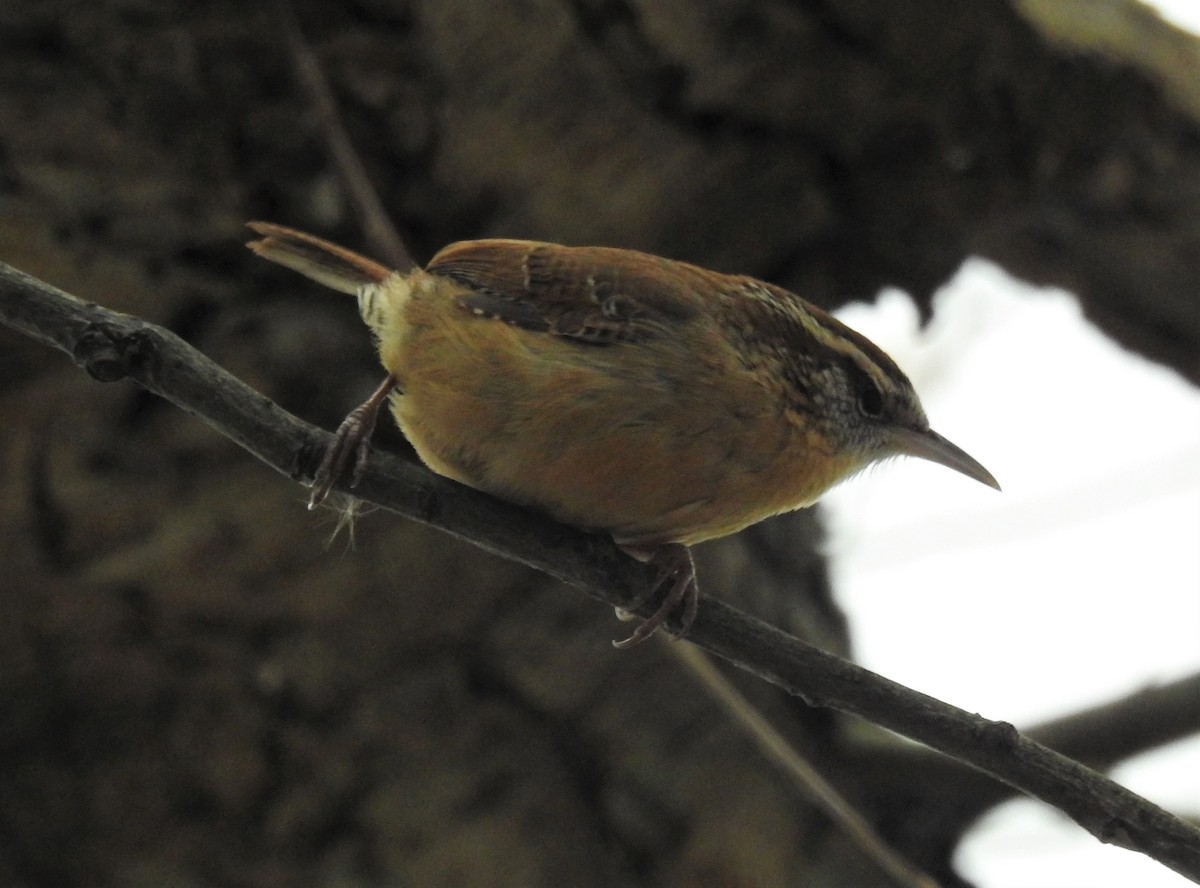 Cucarachero de Carolina (grupo ludovicianus) - ML281904431