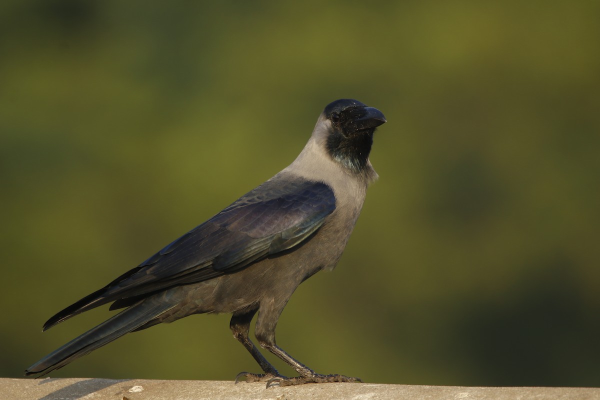 House Crow - ML281905111