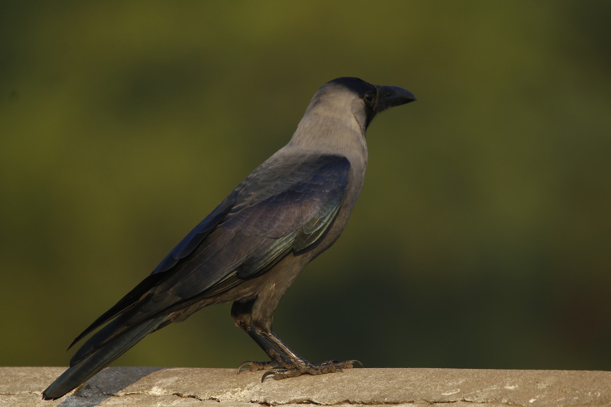 House Crow - ML281905121