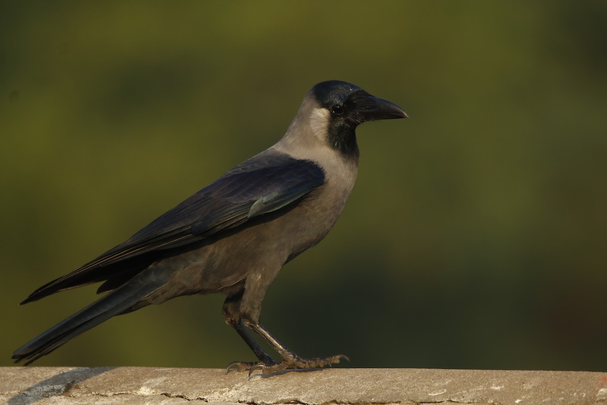 House Crow - ML281905131