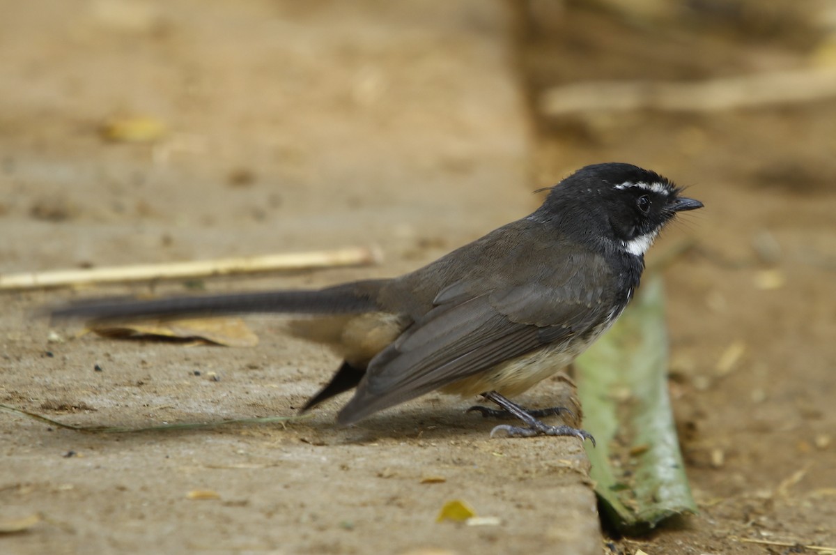 Spot-breasted Fantail - Bhaarat Vyas