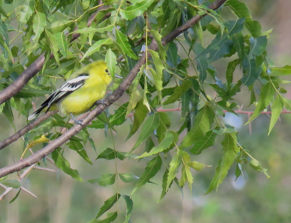 White-tailed Iora - ML281908231