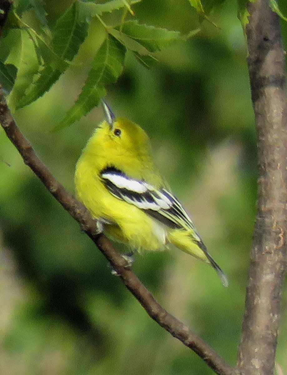 White-tailed Iora - ML281908251