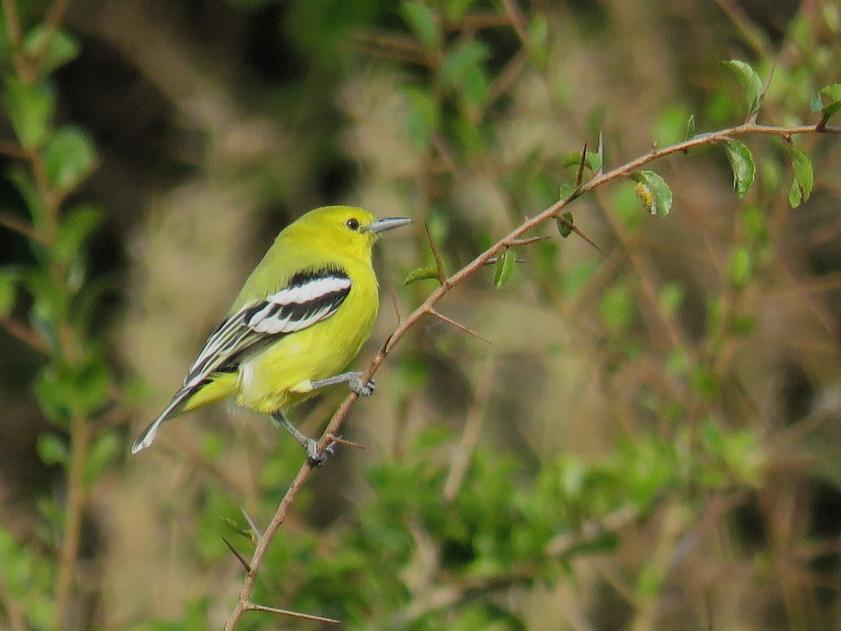 White-tailed Iora - Santharam V